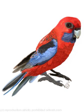 Crimson Rosella
