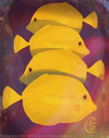 Yellow Tang