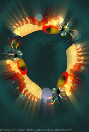 Dance of the Mantis Shrimp