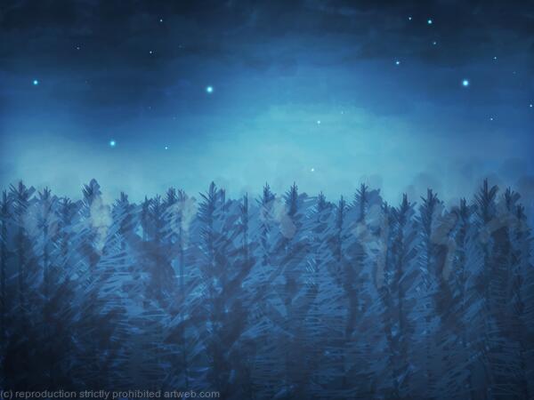Night Forest