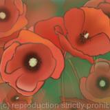 Poppies