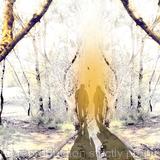 Shadows in the Light Forest