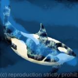 Orca