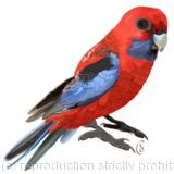 Crimson Rosella