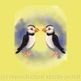 Puffins