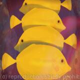 Yellow Tang