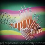 Zebra Lionfish