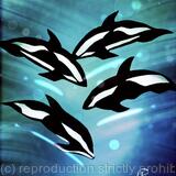 Hourglass Dolphin