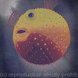 Pufferfish