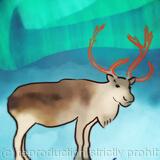 Reindeer - Northern Lights