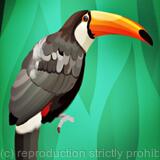 Toucan