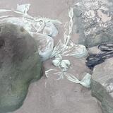 Trapped waste on the beach