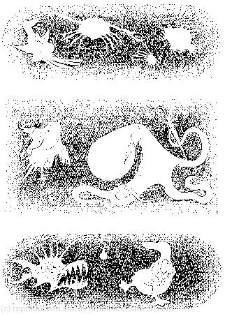 The pool was getting quite crowded with the birds and animals that had fallen into it