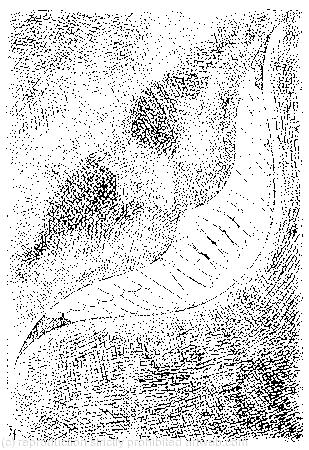 A grin without a cat!