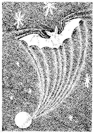 Twinkle, twinkle, little bat!