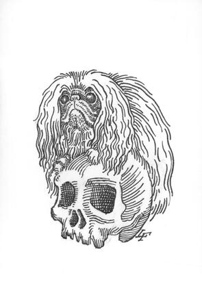 Pekingese atop a Skull