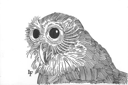 Owl