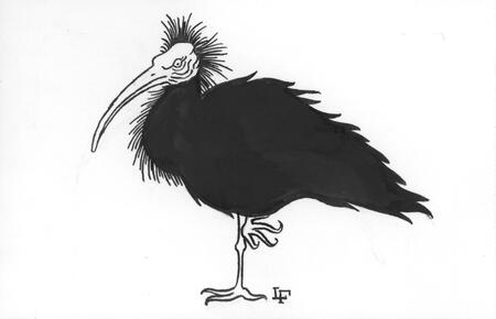 Northern Bald Ibis