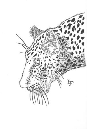 Leopard