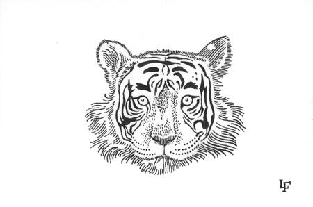 Face of a Tiger