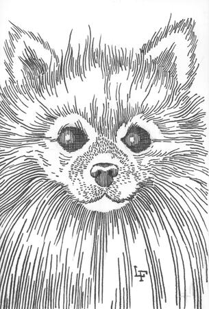 Face of a Pomeranian