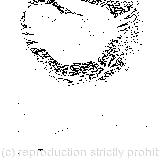 There was a Dodo; The Mouse looked at her rather inquisitively; The Mouse gave a sudden leap out of the water