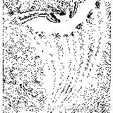 Twinkle, twinkle, little bat!