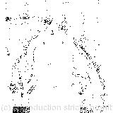 Here the Queen put on her spectacles, and began staring hard at the Hatter