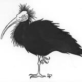 Northern Bald Ibis