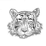 Face of a Tiger