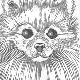 Face of a Pomeranian