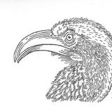 Southern Yellow-Billed Hornbill