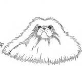 Resting White Pekingese