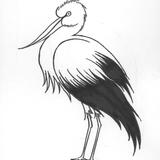 White Stork