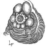 Ghost of a Tardigrade