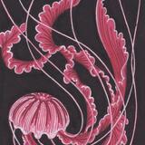 Pink Jellyfish