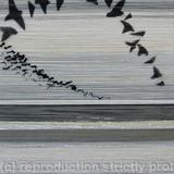 Winter visitors on the Levels