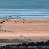 Murmurations over Ham Wall