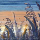 Evening Reeds