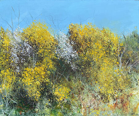 Gorse 