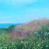 Pendennis Colours  SOLD