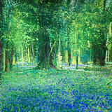 Hollands Blue Day 85