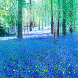 Bluebells. Day135 SOLD
