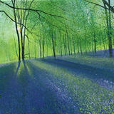 Sylvias Bluebells Day 155 SOLD