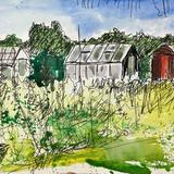 Bolsover Allotments Day 245  NFS