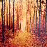 Golden Glow. Day 268 SOLD