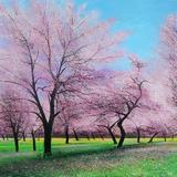 Springtime Pink Elmton