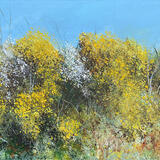 Gorse 