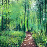 Woodland Walk SOLD