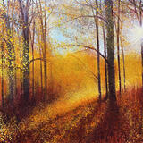 Woodland Sunlight 2 SOLD